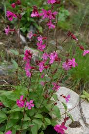 Plukk f.eks prestekrage, leucanthemum, engsoleie eller smørblomst som de fleste kjenner den som, ranunculus acris, skogstorkenebb eller sankthansblomst som den også kalles,geranium sylvaticum og hundekjeks, anthriscus sylvestris. Rod Jonsokblom