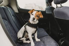 Adac Sicherheitstest Hund Im Auto Transportieren