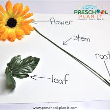 Review the information from the previous lesson about flowers. Growing Flowers Preschool Theme