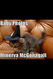 Pin By Lily On Stuff That Makes Me Laugh Harry Potter Jokes Harry Potter Funny Harry Potter Memes