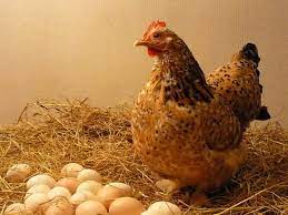 Maybe you would like to learn more about one of these? 8 Penyebab Telur Ayam Tidak Menetas Yang Penting Untuk Diketahui Arenahewan Com