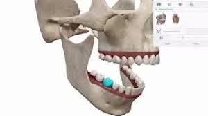 This app is for promotional purposes only. Human Anatomy Atlas 2020 Apk Obb Data Unlocked V2020 0 71 Android Download By Visible Body Apkone Hack