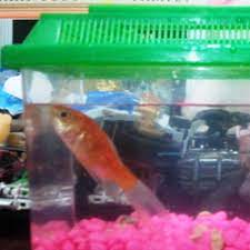 How To Keep Goldfish Alive In A Fish Bowl Without An Air Pump Fish Bowl Goldfish Common Goldfish