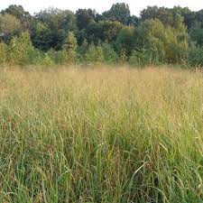 Image result for Aizoon virgatum