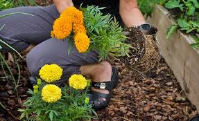 Marigolds are a mainstay in many gardens. Growing Marigolds In Your Garden Miracle Gro