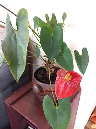 Repotting A Leggy Anthurium Laidback Gardener Anthurium Inside Plants Plants