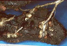 Image result for Hydnoraceae