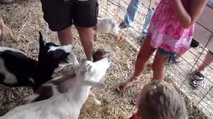 Goat killing machine is an integral part of your meat store or factory and hence, needs to be of premium category. Chinese Woman Killing A Goat Chinese Woman Killing A Goat Girl To Slaughter Animal Woman Cited After Loose Dogs Kill Goat In Smithville