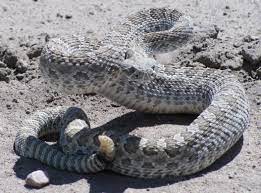 Prairie Rattlesnake Rattlesnake Snake Reptiles