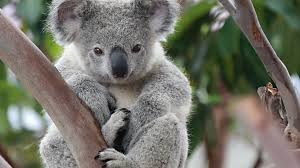Koala Hd Wallpapers Backgrounds Wallpaper Australie Dieren Schattige Dieren Schattigste Dieren