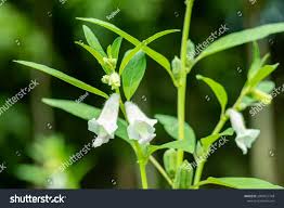 Image result for Pedaliaceae
