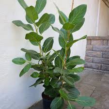 Image result for F%EDkus Ficus