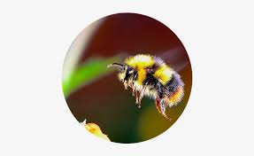 Unlike the earlier discussed bumblebee toad (#7) this pet is a species of poison dart frog not toad. Bumble Bee Flying Towards A Flower Real Life Cute Bee Free Transparent Png Download Pngkey
