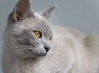 Burmese cat - Wikipedia