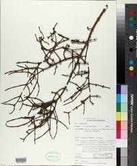 Image result for Viscum shirense