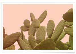 Prickly pear cactus contains a number of important minerals including potassium, calcium and phosphorus. Prickly Pear Cactus Poster Juniqe