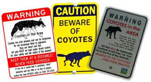 Jun 01, 2020 · how long does coyote urine last? Coyote Repellent Wolf Urine For Coyotes Predatorpee Store