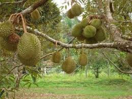 Cara menanam pohon durian jenis musang king sama halnya dengan cara menanam durian montong. 86 Gambar Akar Durian Belanda Paling Hist Gambar Pixabay