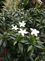 Check spelling or type a new query. Small White Flowers Bunga Putih Kecil Steemit