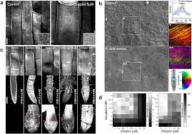 Image result for Tricalysia semidecidua