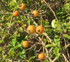 Image result for Pereskia aculeata