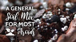 Here, we talked to a handful of horticulturists and plant specialists to find out the best soils for every type of indoor plant. A General Soil Mix For Most Aroids Youtube