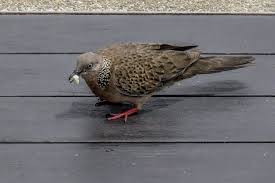 Sekarang ini, burung derkuku menjadi burung peliharaan yang banyak digemari oleh berbagai burung derkuku memiliki suara yang cukup unik, yakni merdu dan selalu kugeruk. Jangan Bingung Inilah 5 Cara Tepat Merawat Derkuku