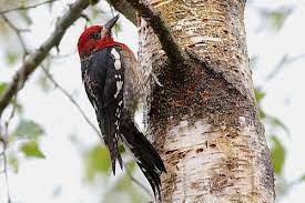 The head, nape, throat, and breast are bright red; Bc Breeding Bird Atlas