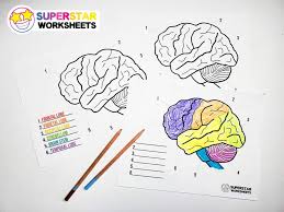 4 color the books if desired. Human Brain Worksheets Superstar Worksheets