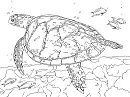Coloring page underwater world for kids. Fantastic Sea Turtle Coloring Pages Printable Free Coloring Sheets Turtle Coloring Pages Animal Coloring Pages Snake Coloring Pages
