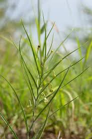 Image result for Camptorrhiza strumosa