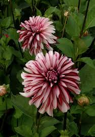 Irish Blackhart Dahlia Flower Garden Flowers