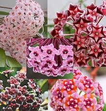 Check spelling or type a new query. Hoya Carnosa Pflanze Kletterpflanze Hoya Wax Plant Various Etsy