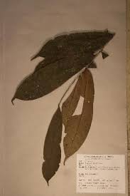 Image result for Uvariastrum