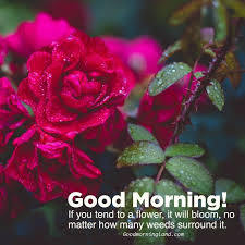 Collection Of Good Morning Flowers With Images Good Morning Images Quotes Wishes Messages Greetings Ecards