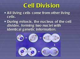 Maybe you would like to learn more about one of these? Mitosis Powerpoint