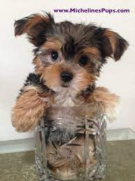 The morkie is a lively, spirited, intelligent and loving dog. Morkie Or Maltese Yorkie Mix Puppies For Sale In Florida Missy Micheline S Pups