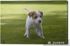 The jack russell terrier choice picture gallery contains hundreds of pictures selected by our staff as the best of the best: Leinwandbild Parson Jack Russell Terrier Jack Russel Terrier Welpe Pixers Wir Leben Um Zu Verandern