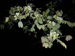 Image result for Dalbergia nitidula