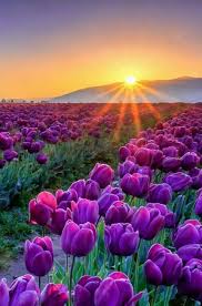 Most flowers i have seen do not open and close like tulips. Lila Blumen Auf Einer Schonen Blume Konnen Den Look Komplett Verandern Und Blume Blumen Einer Komplett K Nature Photography Beautiful Nature Nature