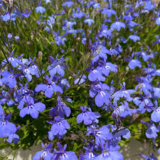 Image result for Selago coerulea