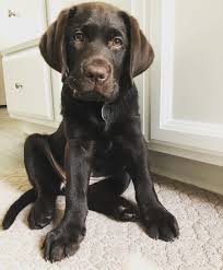 If You Love Labradors Visit Our Blog Labrador Labradorretriever Labradorcentral Retriever Labradors With Images Chocolate Lab Puppies Pretty Dogs Puppies