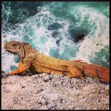 Mexico Magico Manzanillo Colima Iguana One Of Our Endemic Species Just Awesome Colima Playas Mexico Mexico Magico