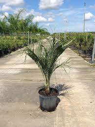 Image result for Dypsis decaryi