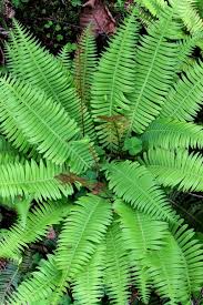 Image result for Blechnum punctulatum