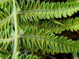 Image result for Amauropelta bergiana