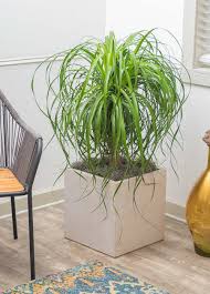 How to care for ponytail palm. Ponytail Palm A Dracaena Marginata Plant Quality Plants For Sale Now