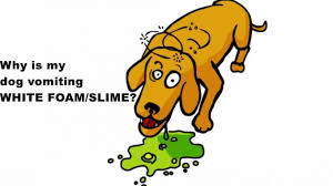 Dog throwing up white foam. Dog Vomiting White Foam Slime Eating Grass Diarrhea Shaking Not Eating Dogs Cats Pets