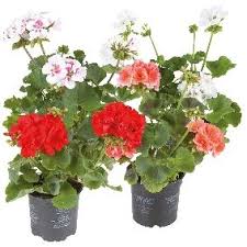 Ontdek de veelzijdige oostenrijkse keuken! Geraniums Groenrijk Tilburg