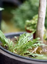 Rucola Anbauen Pflanzen Pflegen Ernten Rucola Pflanzen Pflanzen Rucola Anbauen